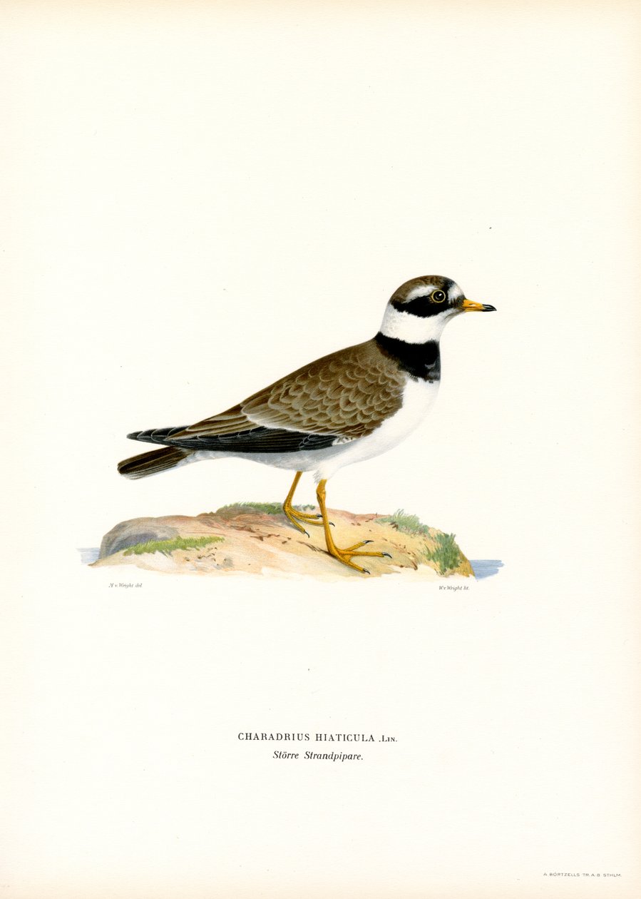 Ortak Halkalı Cılıbıt (renkli taş) by Magnus Ferdinand and Wilhelm von Wright