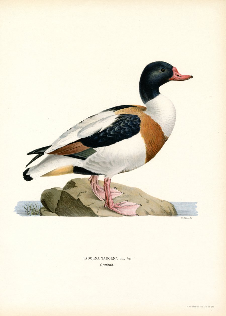 Ortak Shelduck (renkli lito) by Magnus Ferdinand and Wilhelm von Wright
