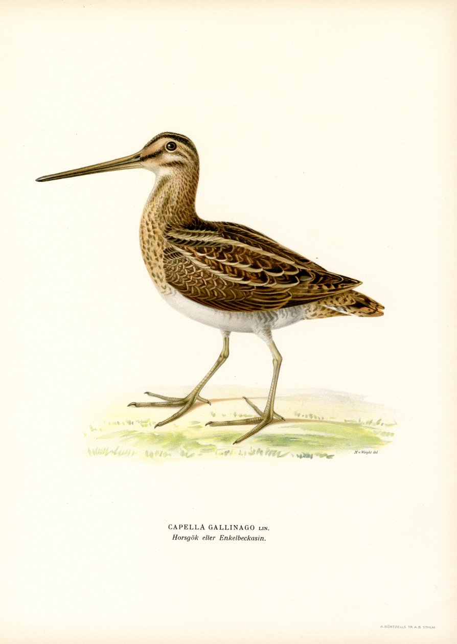 Ortak Su Çulluğu (renkli lito) by Magnus Ferdinand and Wilhelm von Wright