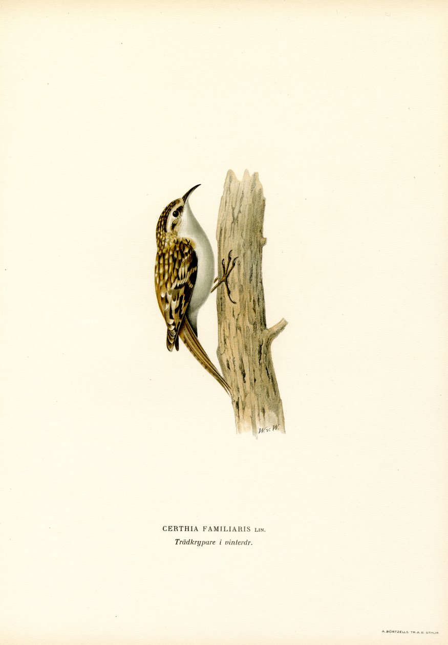 Ortak Treecreeper (renkli lito) by Magnus Ferdinand and Wilhelm von Wright