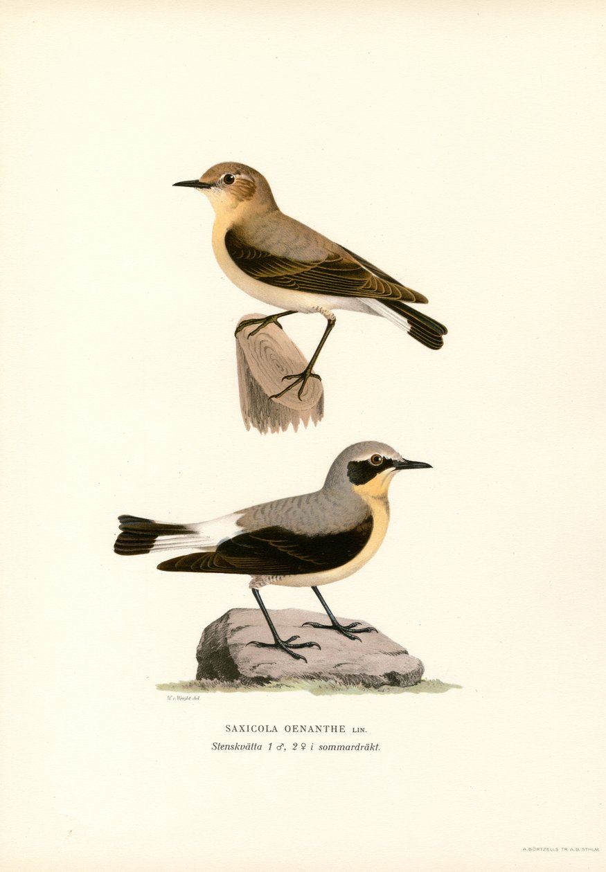 Ortak Wheatear (renkli taş) by Magnus Ferdinand and Wilhelm von Wright