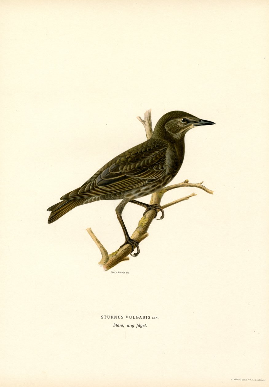 Adi sığırcık (renkli taş) by Magnus Ferdinand and Wilhelm von Wright