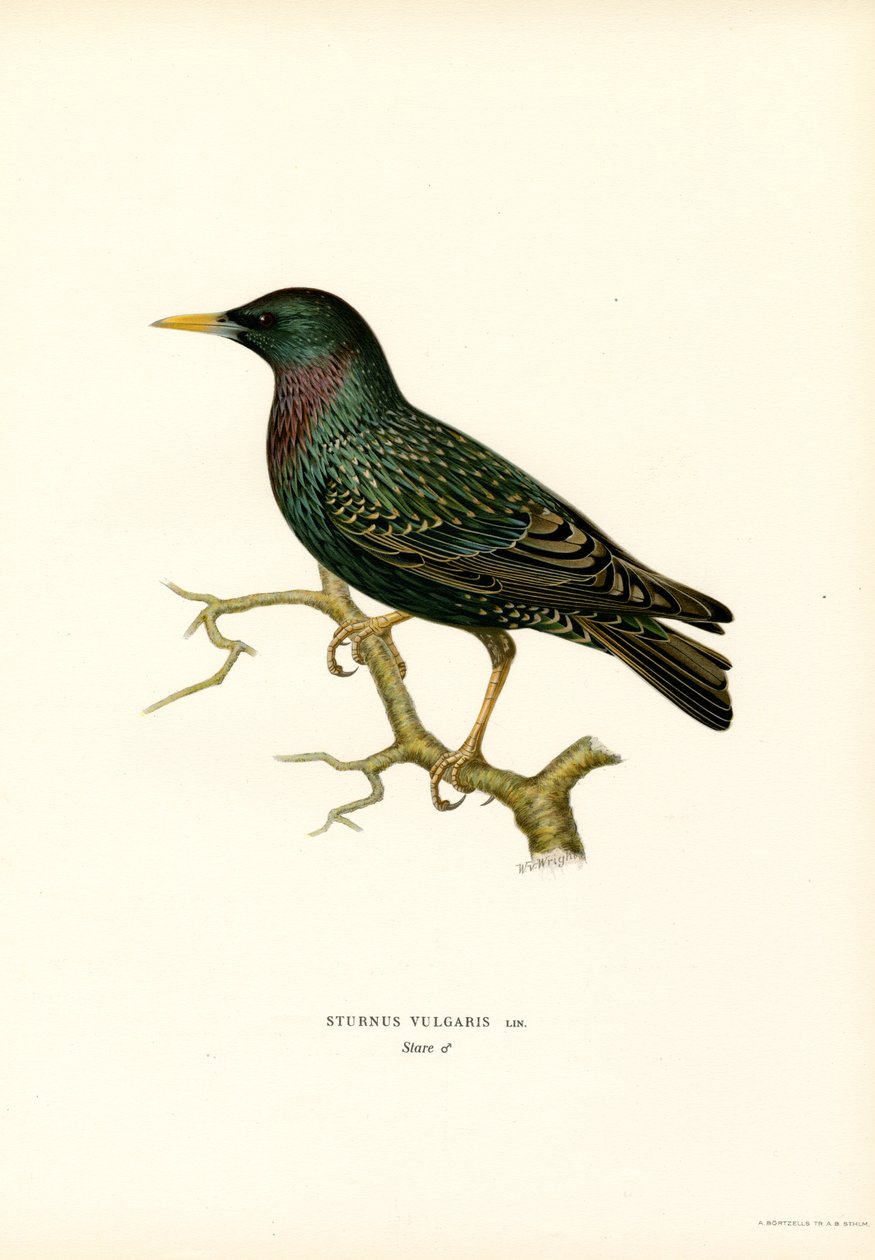 Adi sığırcık (renkli lito) by Magnus Ferdinand and Wilhelm von Wright