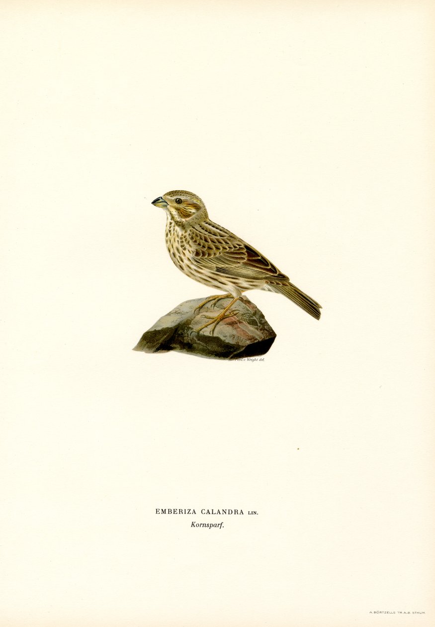 Mısır Kiraz Kuşu (renkli taş) by Magnus Ferdinand and Wilhelm von Wright