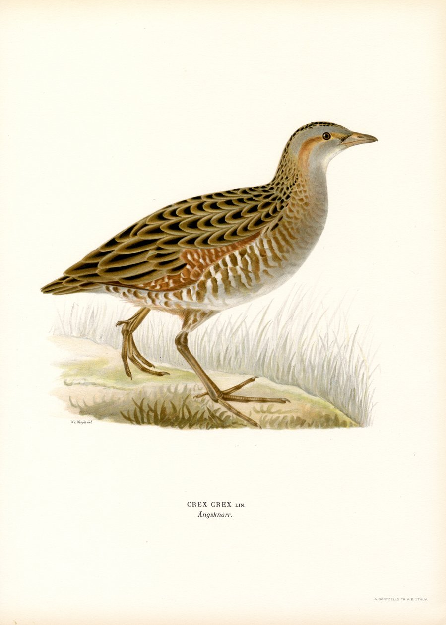 Mısır Crake (renkli taş) by Magnus Ferdinand and Wilhelm von Wright