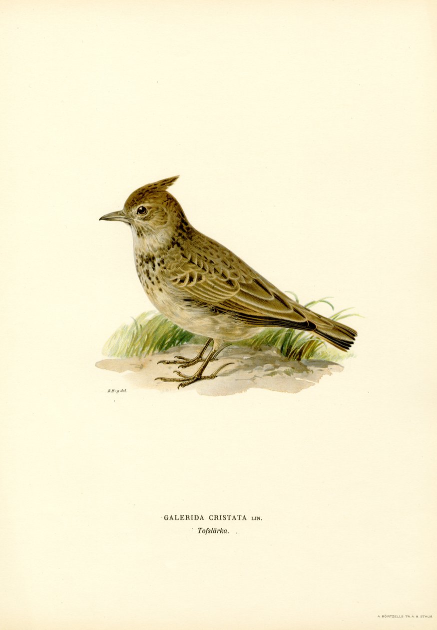 Tepeli Lark (Renkli Lito) by Magnus Ferdinand and Wilhelm von Wright
