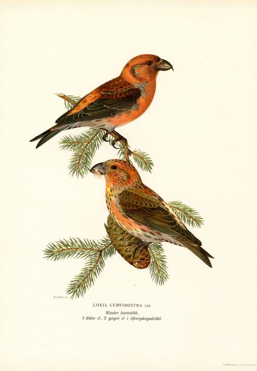 Crossbill (Renk Lito) by Magnus Ferdinand and Wilhelm von Wright