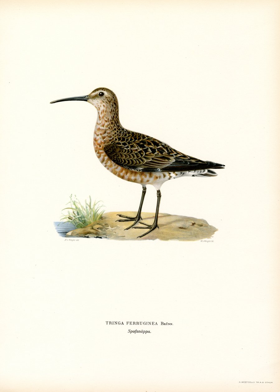 Curlew Sandpiper (renkli taş) by Magnus Ferdinand and Wilhelm von Wright