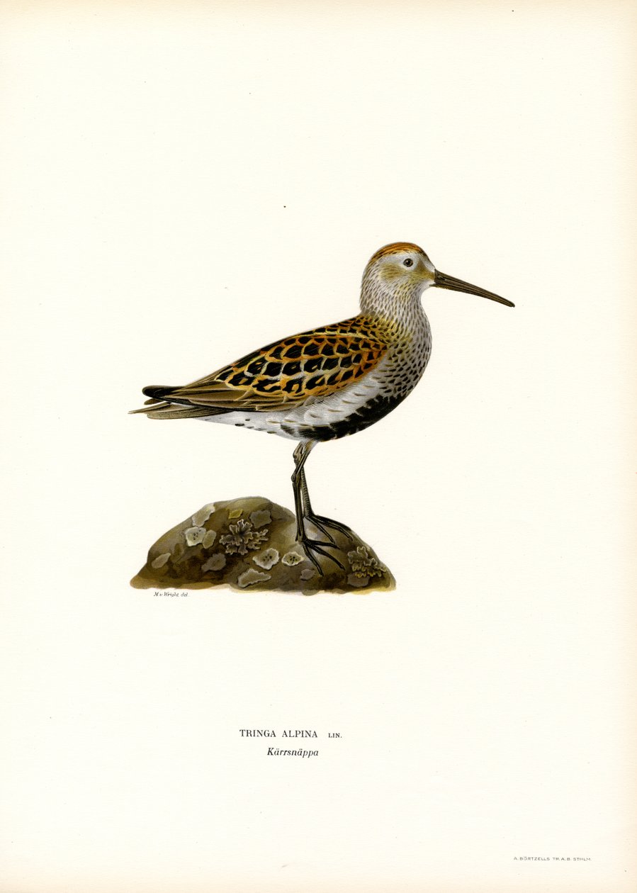 Dunlin (renkli taş) by Magnus Ferdinand and Wilhelm von Wright