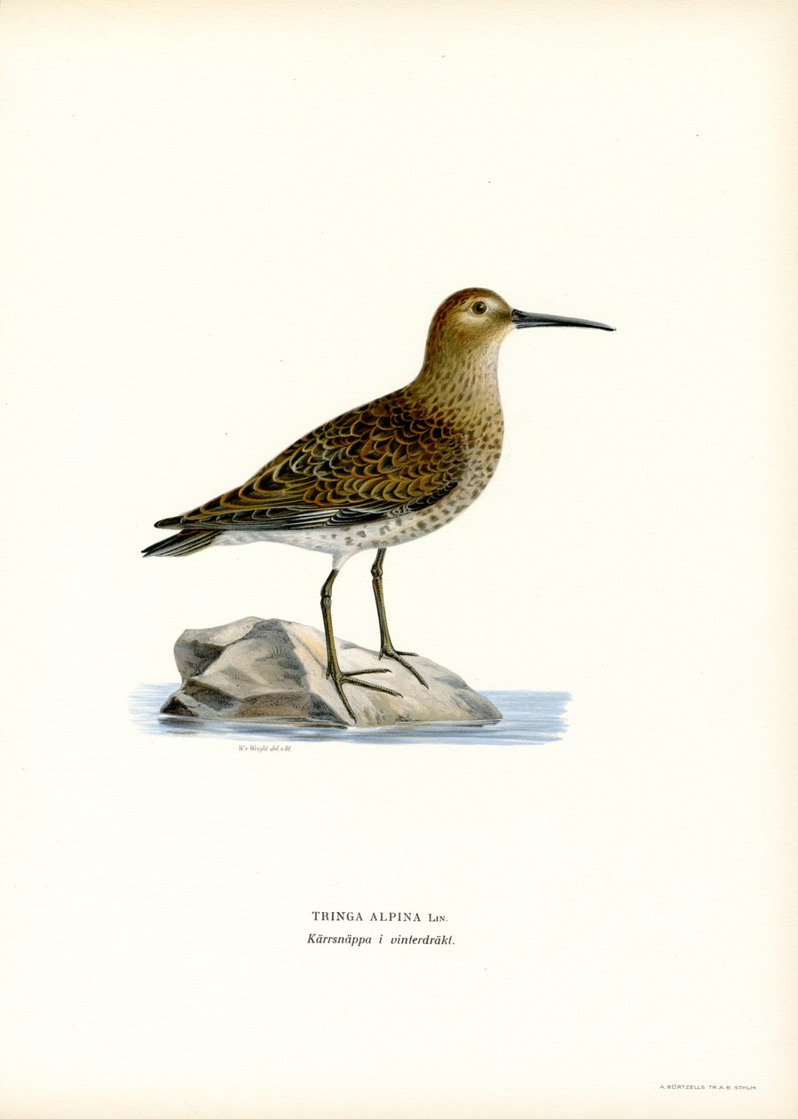 Dunlin (renkli taş) by Magnus Ferdinand and Wilhelm von Wright