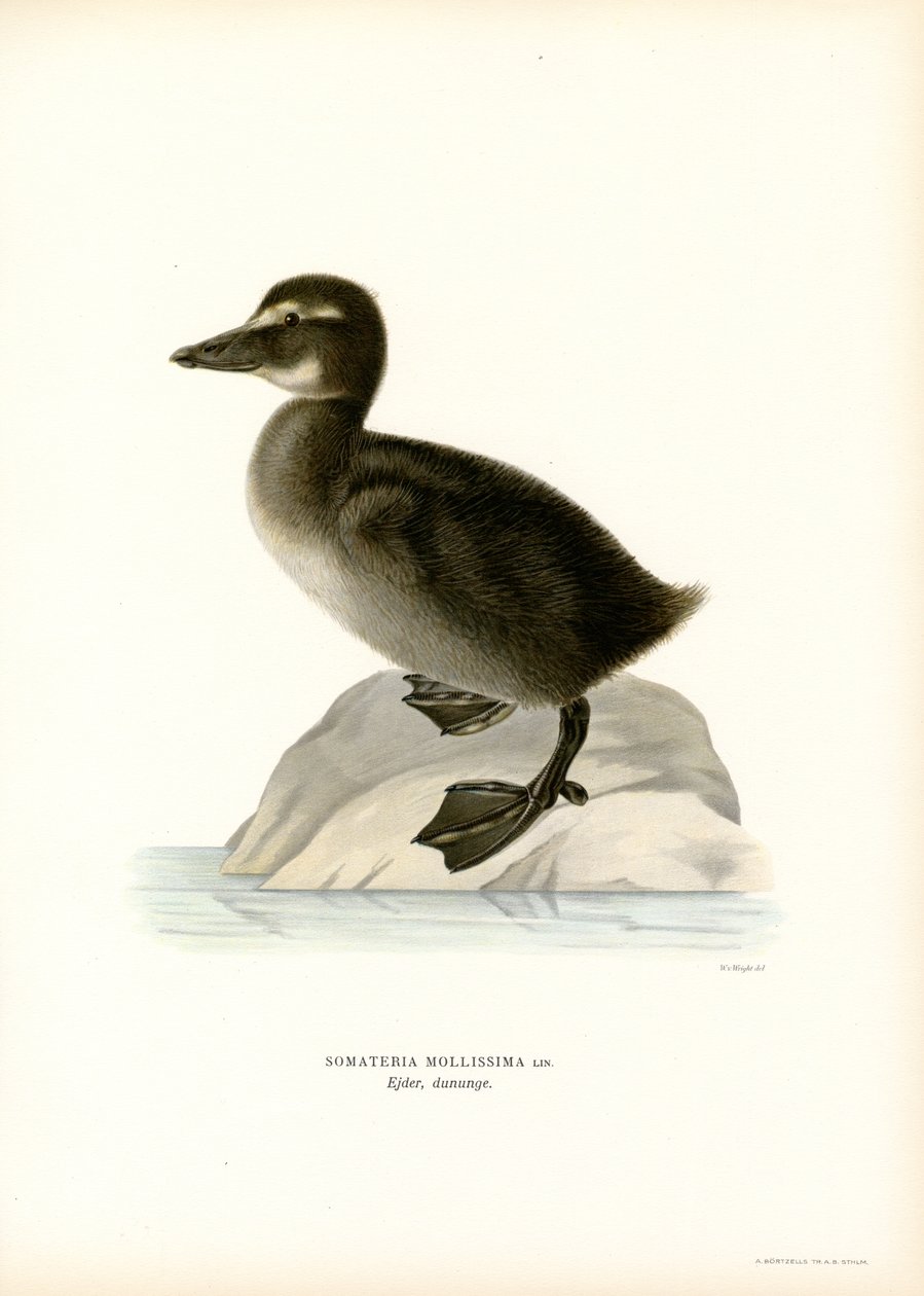 Eider Duck (renkli lito) by Magnus Ferdinand and Wilhelm von Wright