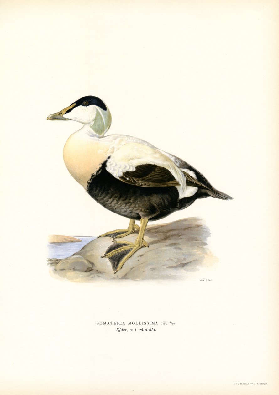Eider Duck (renkli lito) by Magnus Ferdinand and Wilhelm von Wright