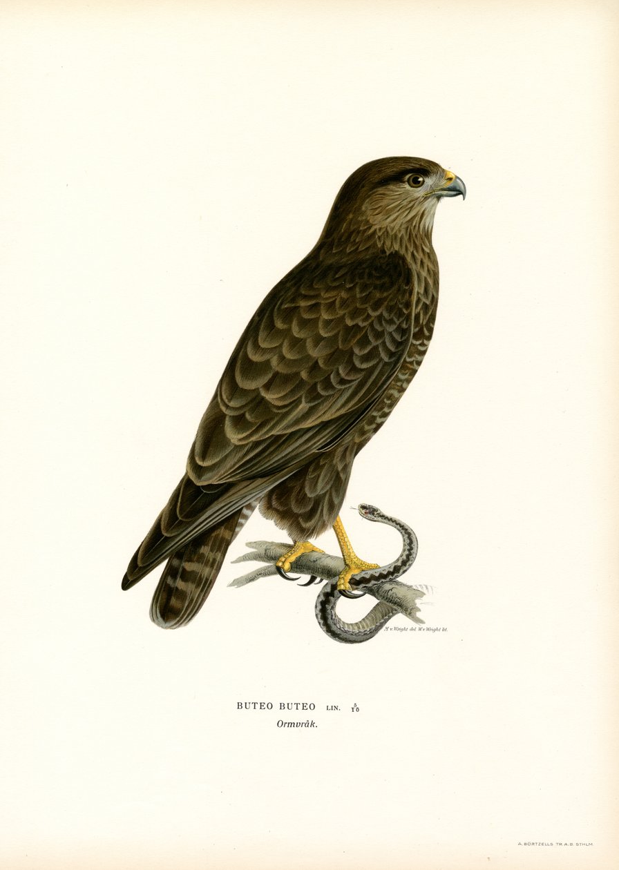 Avrasya Şahini (renkli taş) by Magnus Ferdinand and Wilhelm von Wright