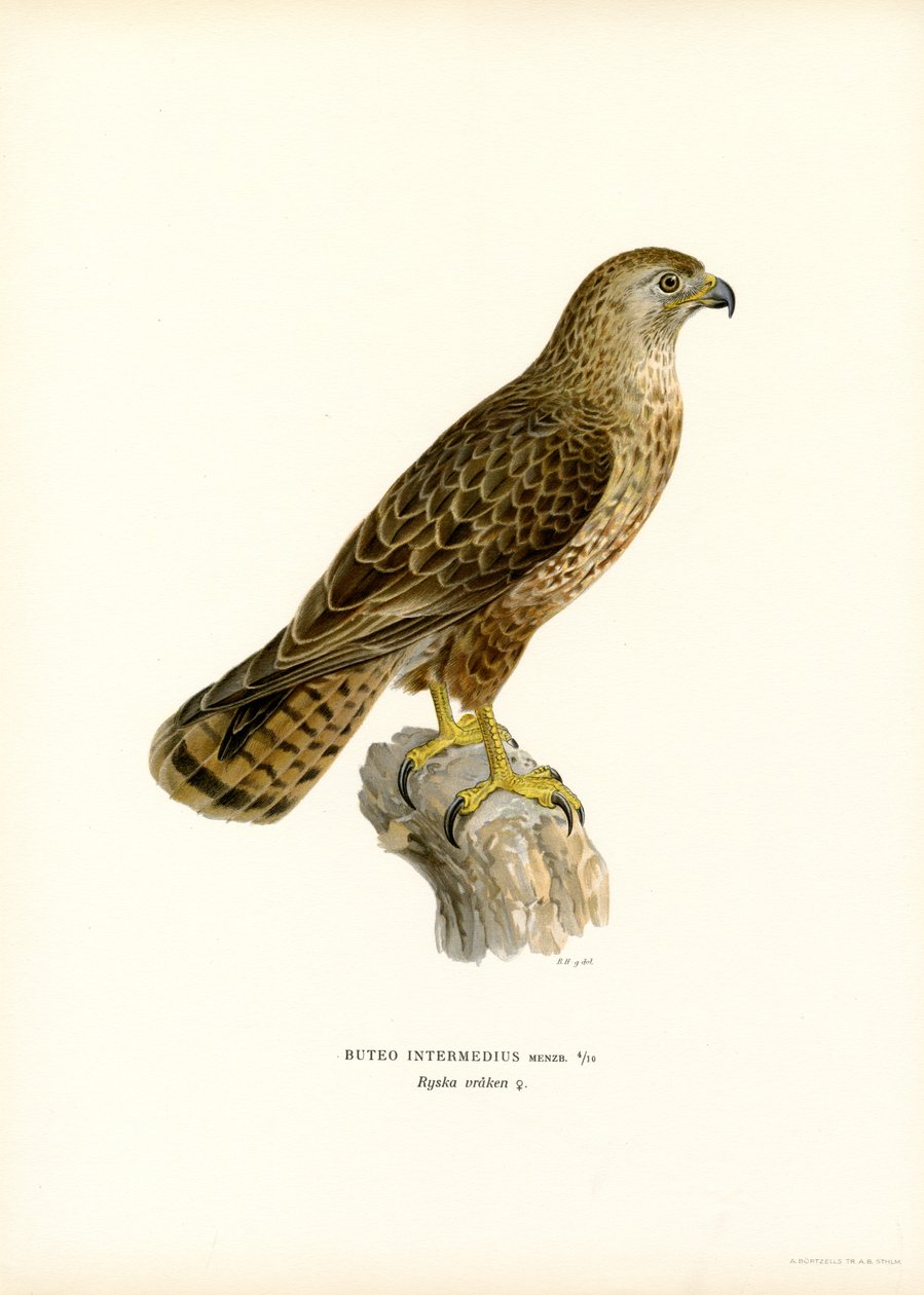 Avrasya Şahini (renkli taş) by Magnus Ferdinand and Wilhelm von Wright