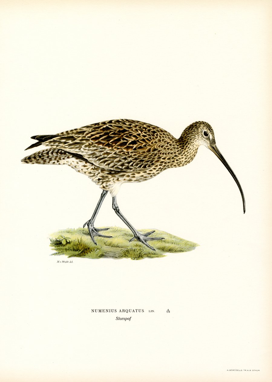 Avrasya Curlew (renkli taş) by Magnus Ferdinand and Wilhelm von Wright