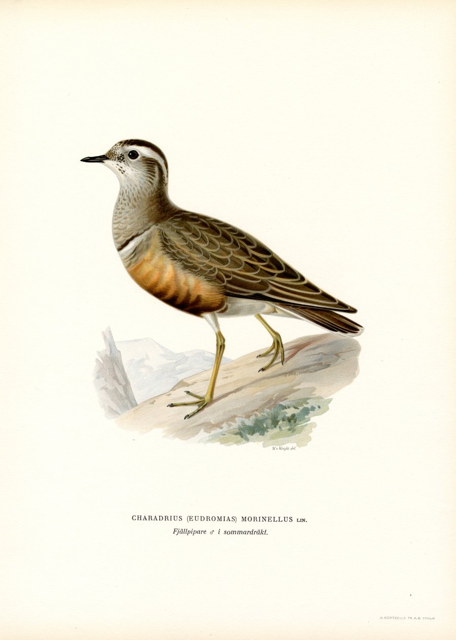 Avrasya Dotterel (renkli taş) by Magnus Ferdinand and Wilhelm von Wright