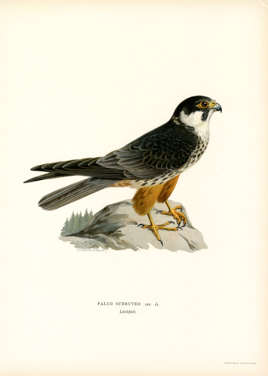 Avrasya Hobisi (renkli taş) by Magnus Ferdinand and Wilhelm von Wright