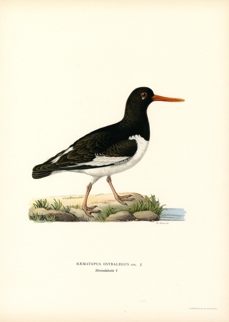 Avrasya Oystercatcher (renkli taş) by Magnus Ferdinand and Wilhelm von Wright