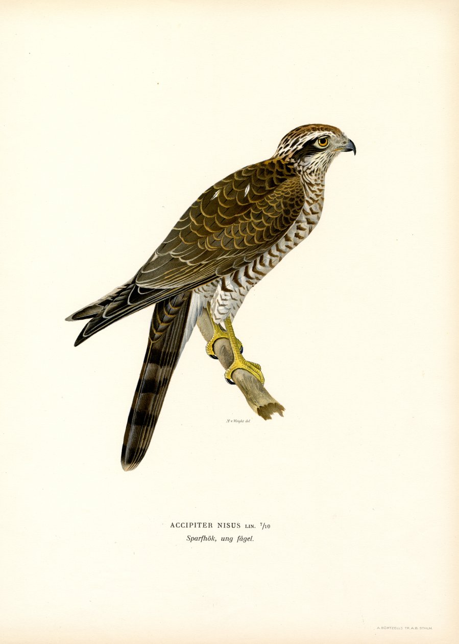 Avrasya Atmacası (renkli taş) by Magnus Ferdinand and Wilhelm von Wright
