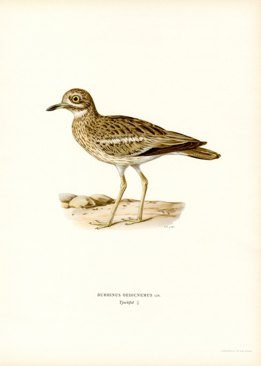 Avrasya Taş Kıvrımı (renkli taş) by Magnus Ferdinand and Wilhelm von Wright