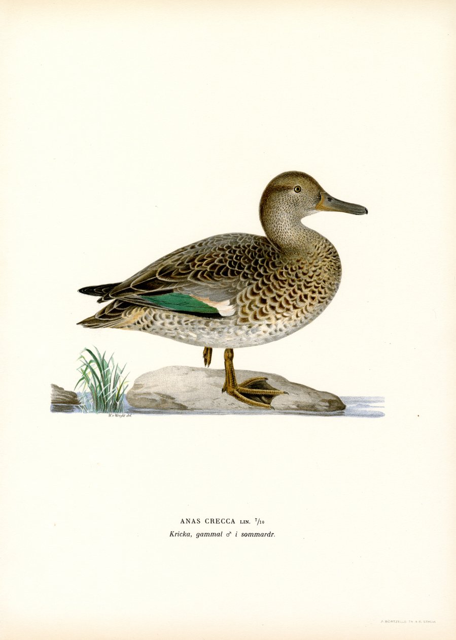 Avrasya Teal (renkli taş) by Magnus Ferdinand and Wilhelm von Wright
