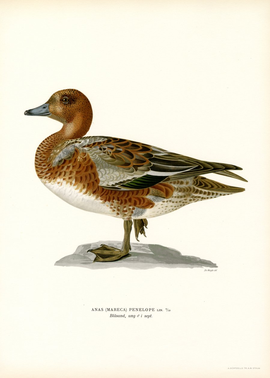 Avrasya Wigeon (renkli taş) by Magnus Ferdinand and Wilhelm von Wright
