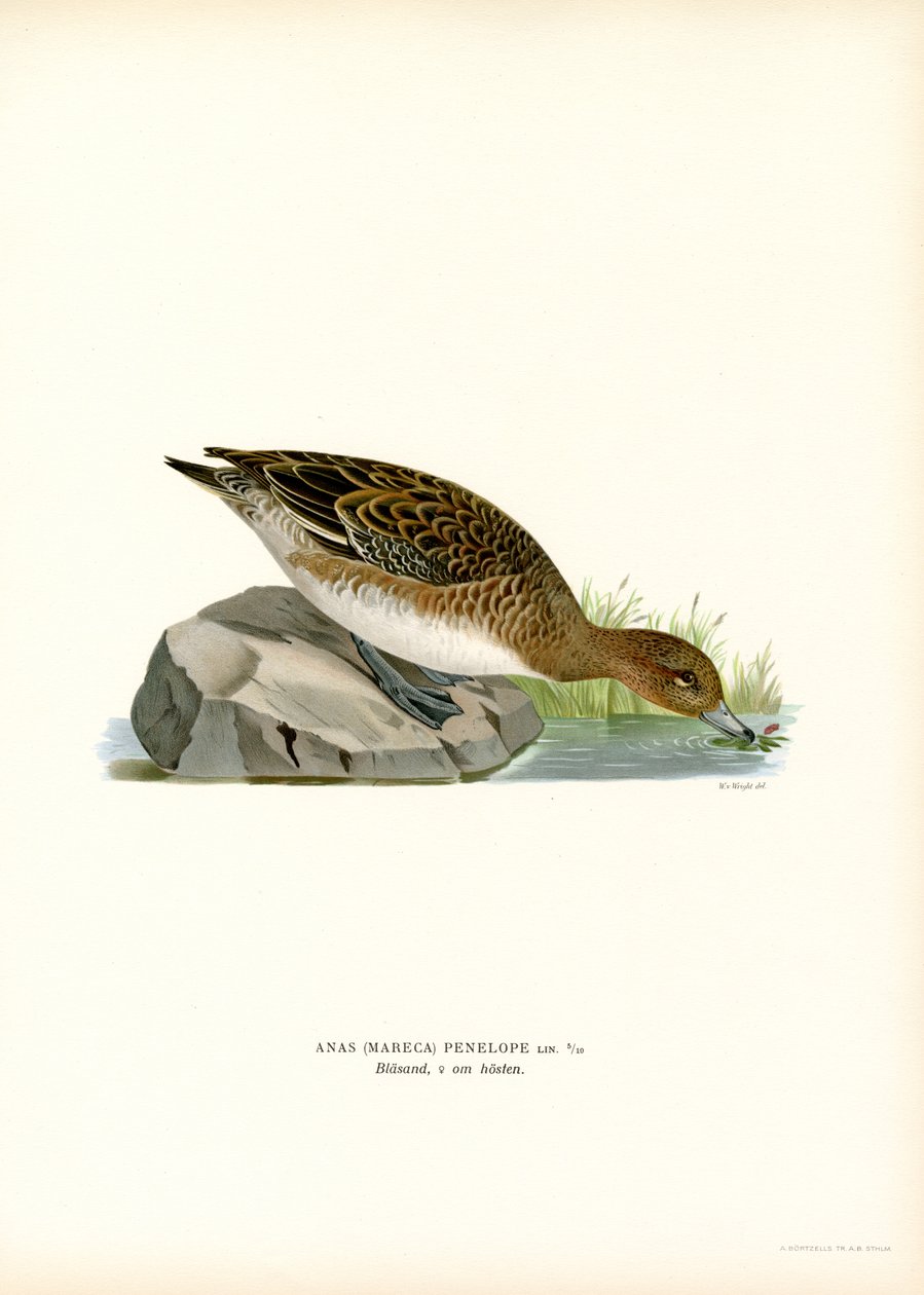 Avrasya Wigeon (renkli taş) by Magnus Ferdinand and Wilhelm von Wright