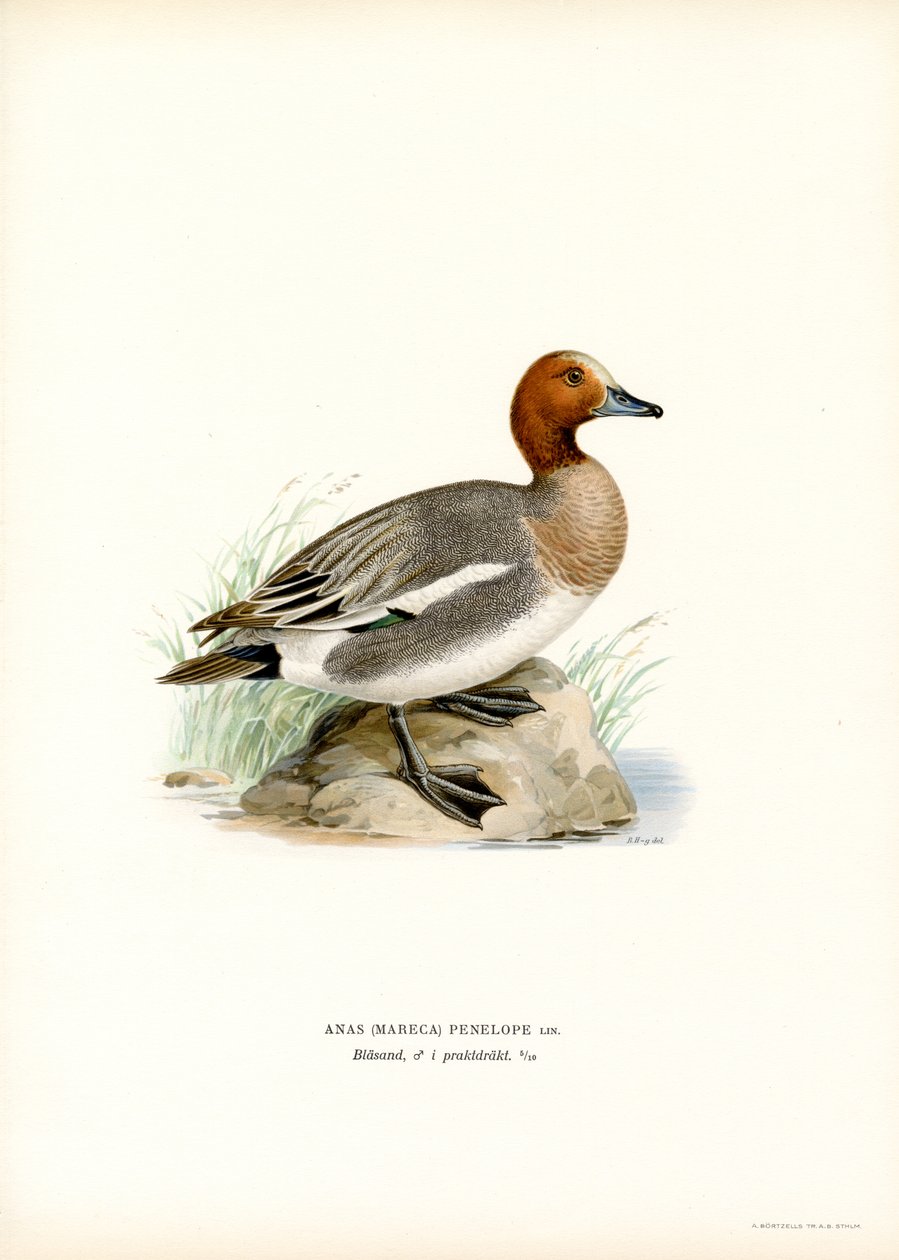 Avrasya Wigeon (renkli taş) by Magnus Ferdinand and Wilhelm von Wright
