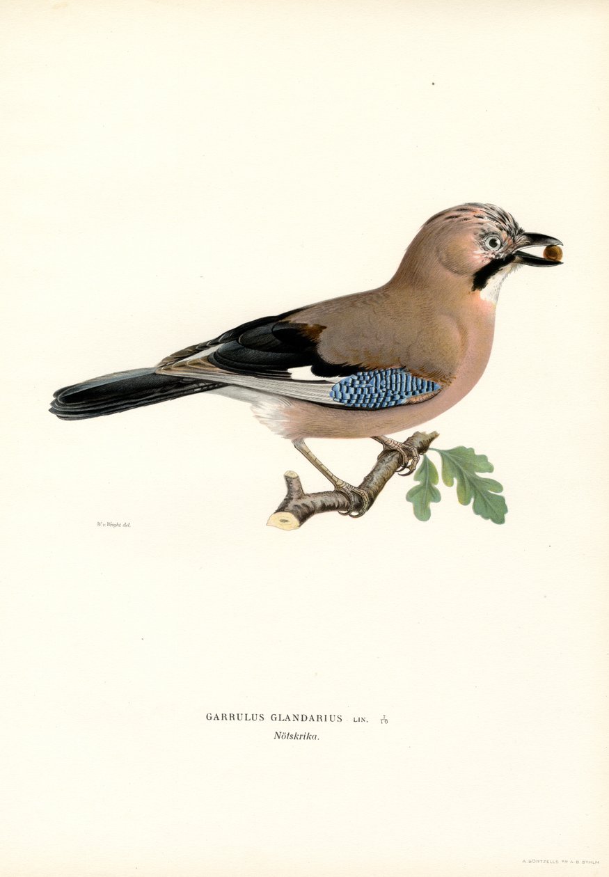 Avrasya alakargası (renkli taş) by Magnus Ferdinand and Wilhelm von Wright