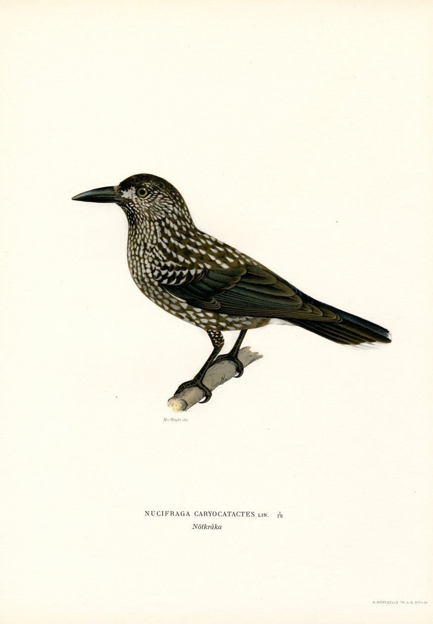 Avrasya fındıkkıran (renkli taş) by Magnus Ferdinand and Wilhelm von Wright