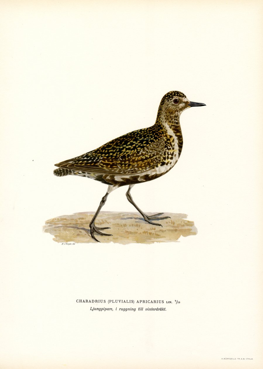 Avrupa Altın Cılıbıt (renkli taş) by Magnus Ferdinand and Wilhelm von Wright