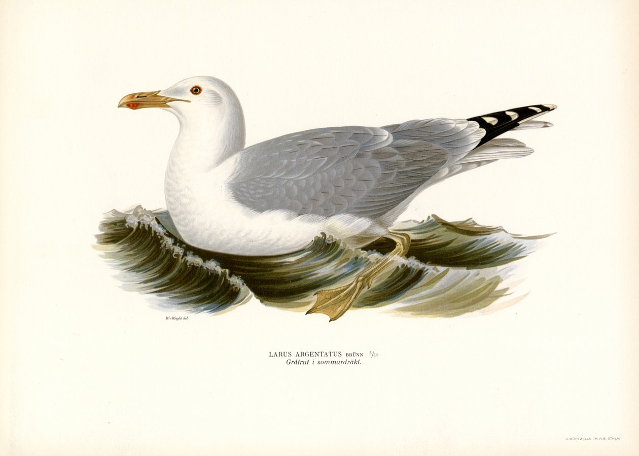 Avrupa Ringa Balığı (renkli taş) by Magnus Ferdinand and Wilhelm von Wright