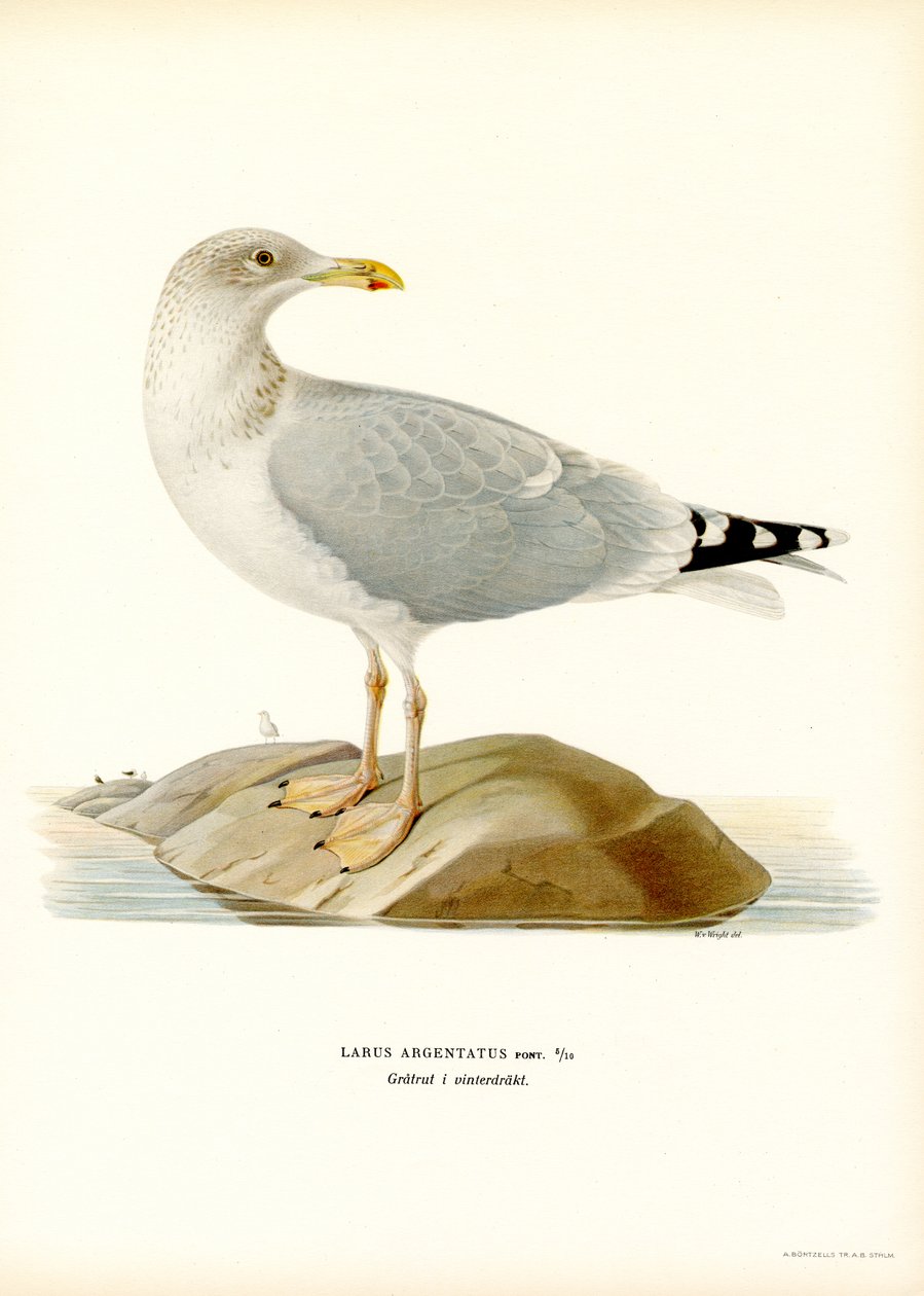 Avrupa Ringa Balığı (renkli taş) by Magnus Ferdinand and Wilhelm von Wright