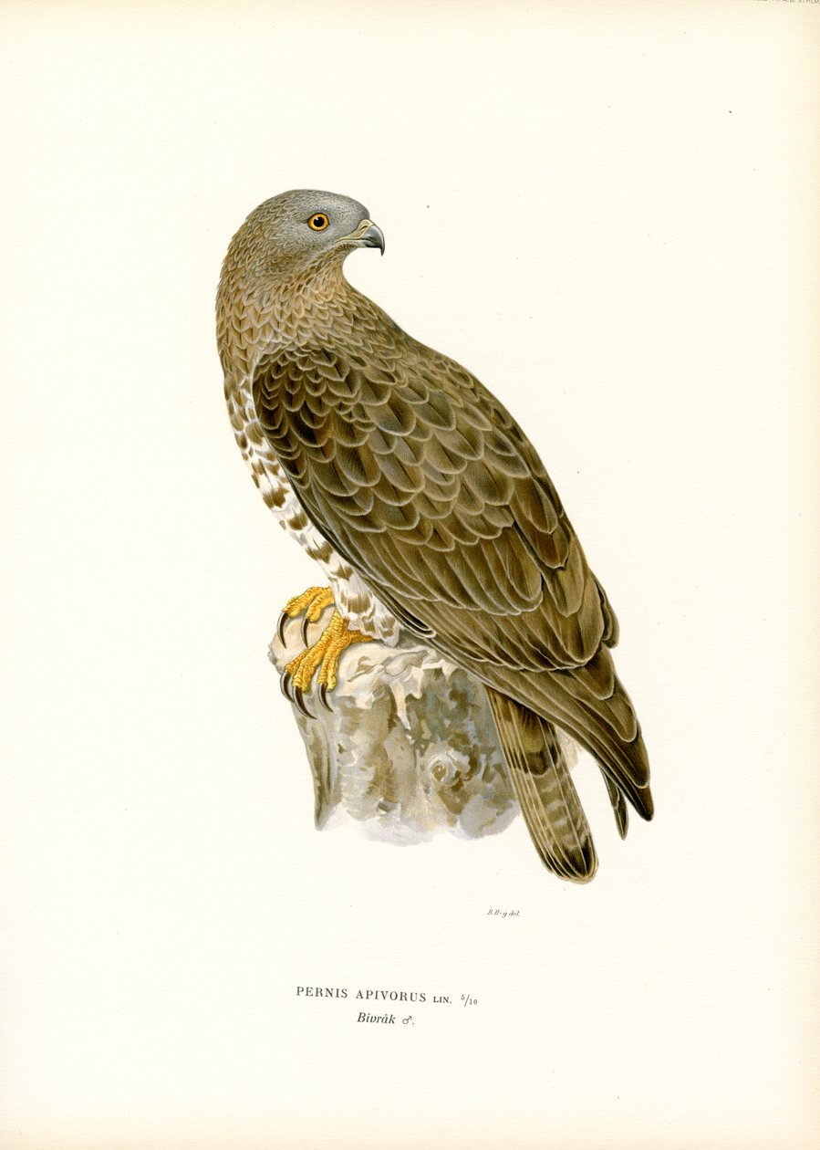 Avrupa Bal Şahini (renkli taş) by Magnus Ferdinand and Wilhelm von Wright