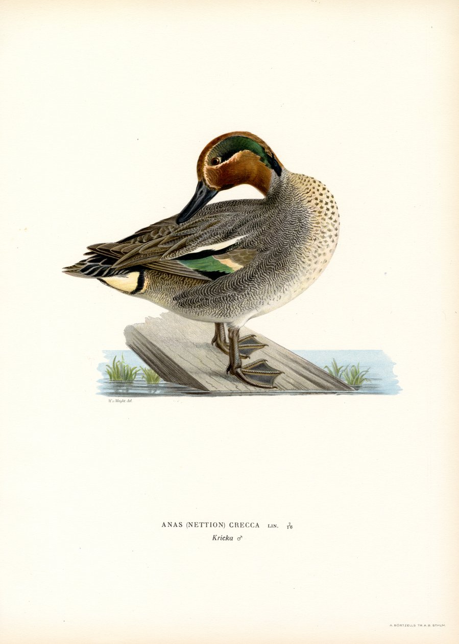 Avrupa Teal (renkli lito) by Magnus Ferdinand and Wilhelm von Wright