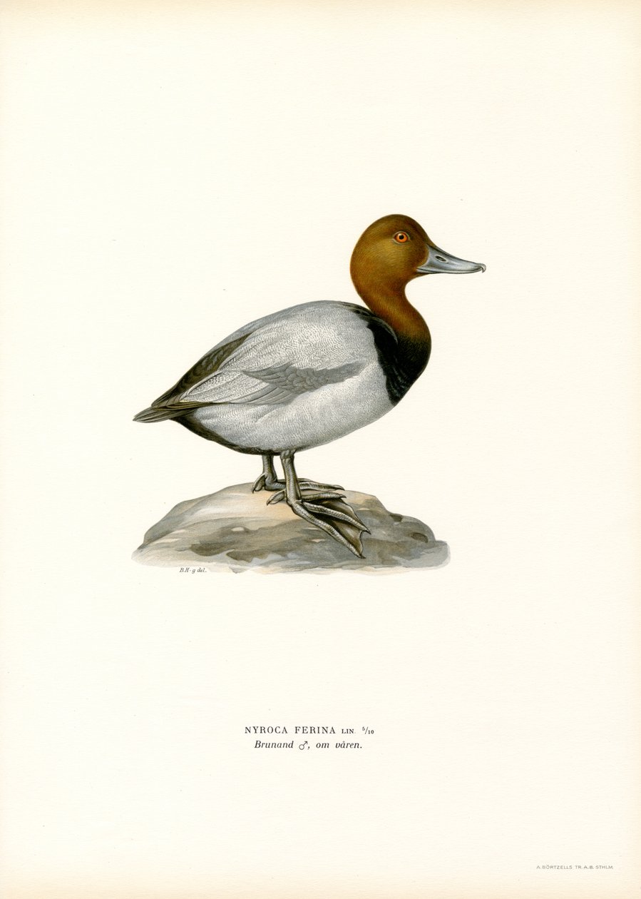 Avrupa patlıcası (renkli lito) by Magnus Ferdinand and Wilhelm von Wright