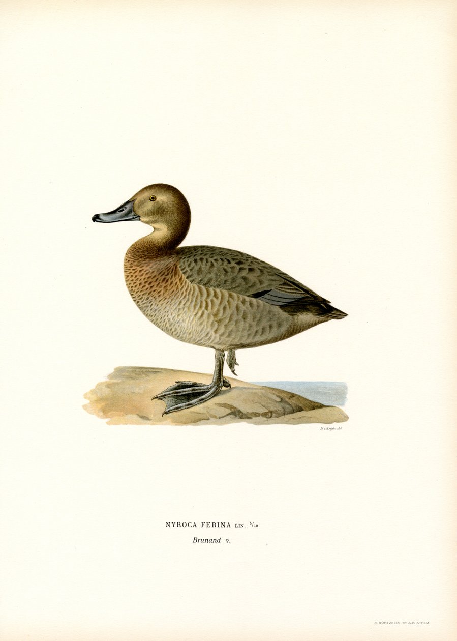 Avrupa patlıcası (renkli lito) by Magnus Ferdinand and Wilhelm von Wright