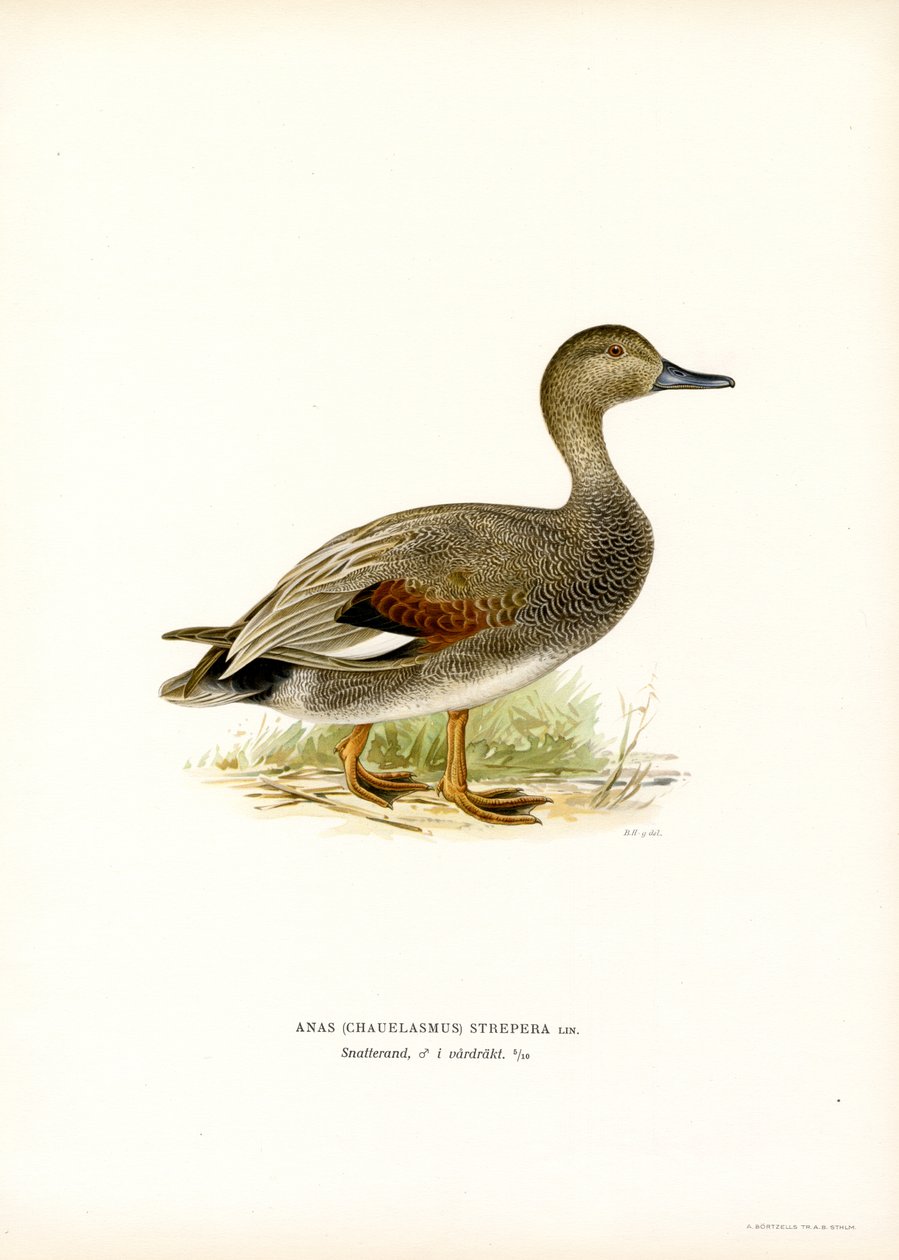 Gadwall (renkli taş) by Magnus Ferdinand and Wilhelm von Wright
