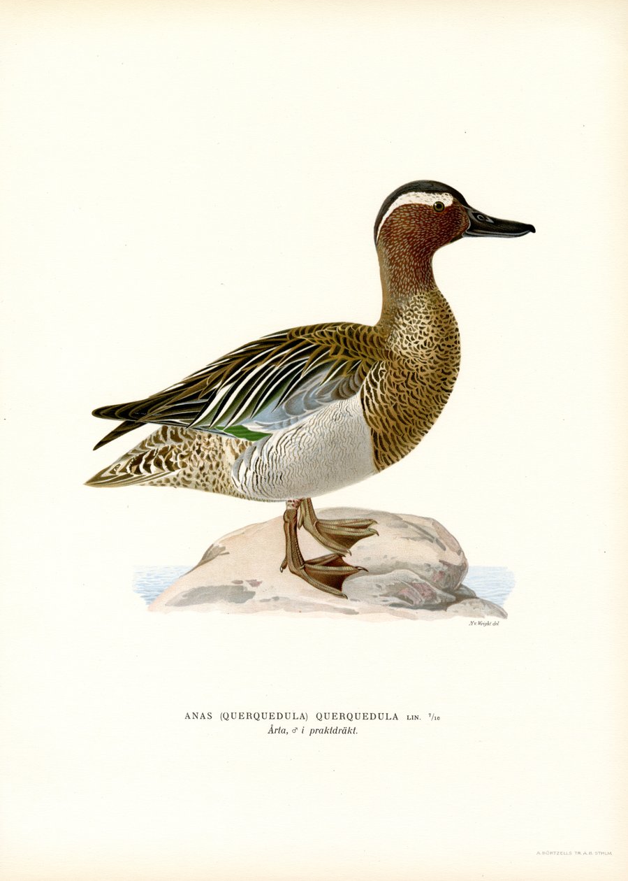 Garganey (renkli taş) by Magnus Ferdinand and Wilhelm von Wright