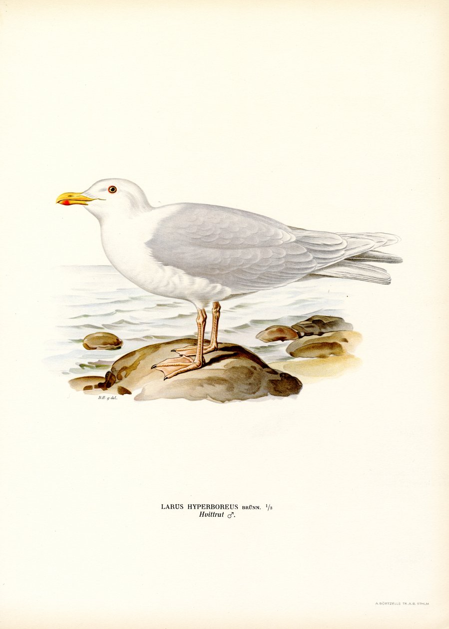 Glaucous Martı (renkli taş) by Magnus Ferdinand and Wilhelm von Wright
