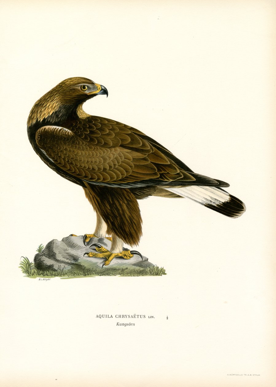Altın Kartal (renkli taş) by Magnus Ferdinand and Wilhelm von Wright