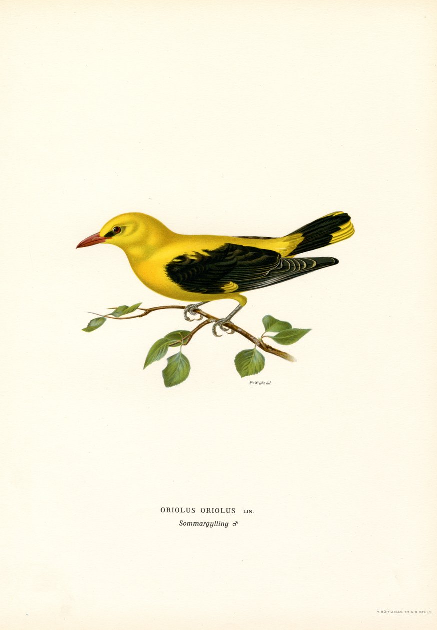 Altın sarısı (renkli lito) by Magnus Ferdinand and Wilhelm von Wright