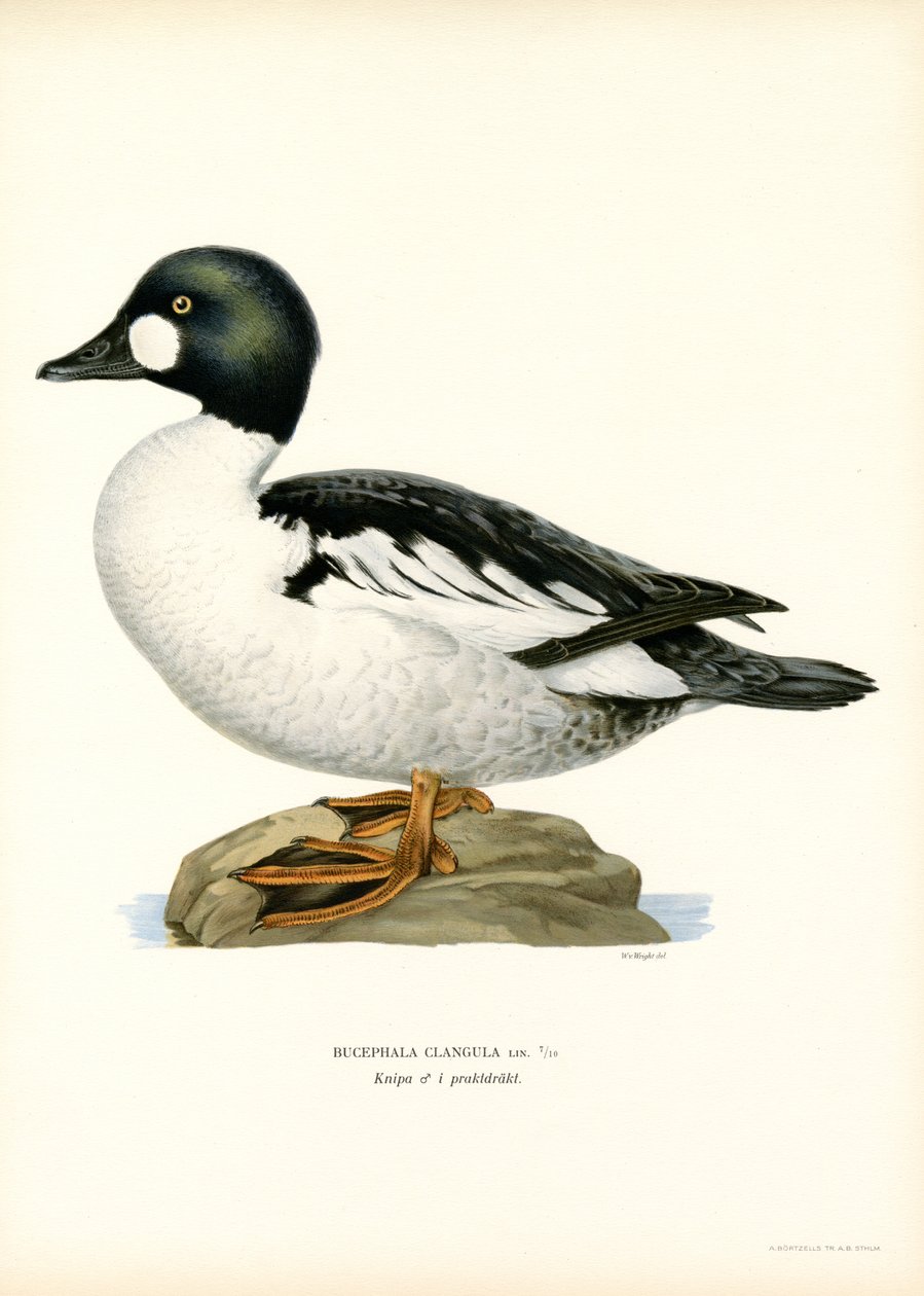Goldeneye Duck (renkli lito) by Magnus Ferdinand and Wilhelm von Wright