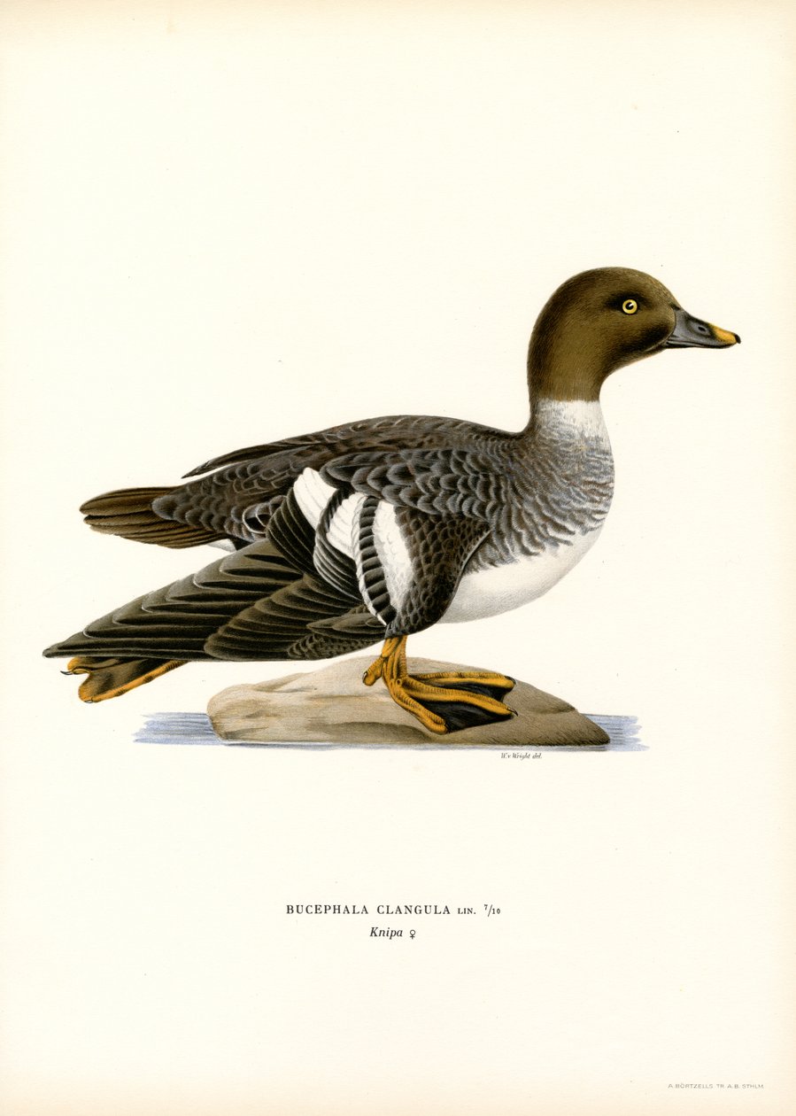 Goldeneye Duck (renkli lito) by Magnus Ferdinand and Wilhelm von Wright