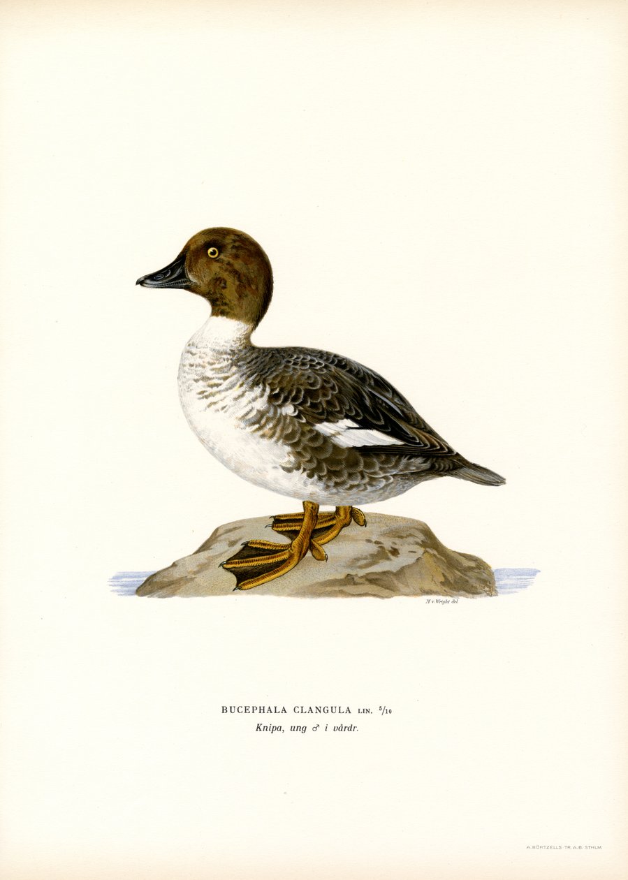Goldeneye Duck (renkli lito) by Magnus Ferdinand and Wilhelm von Wright