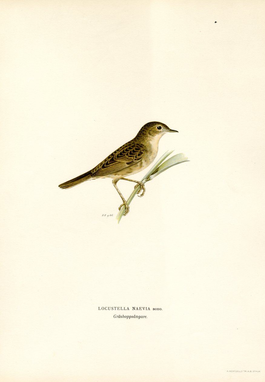 Çekirge Ötleğen (renkli taş) by Magnus Ferdinand and Wilhelm von Wright