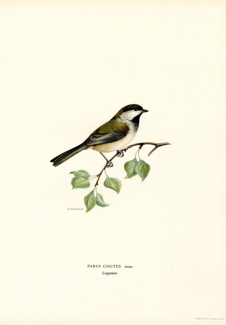 Gri başlı Chickadee (renkli taş) by Magnus Ferdinand and Wilhelm von Wright
