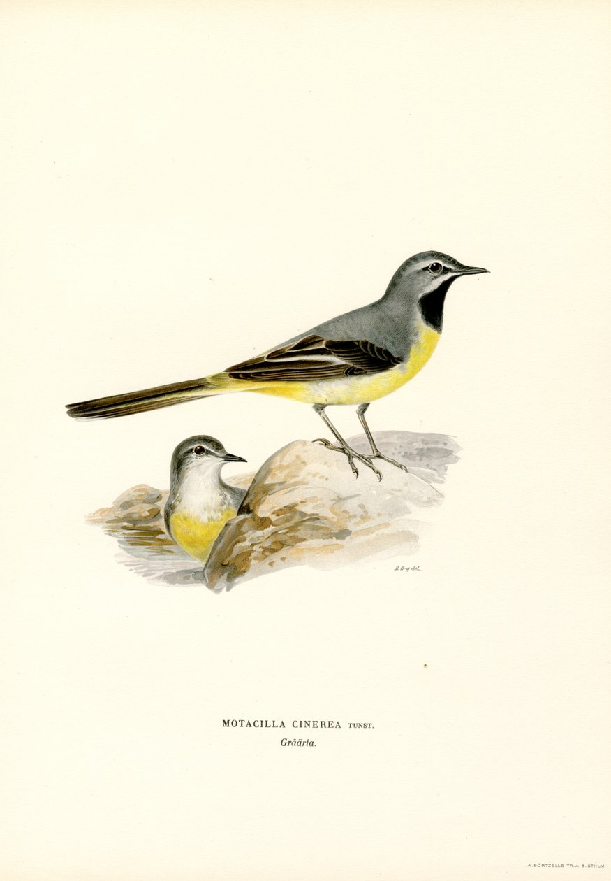 Gri Kuyruksallayan (renkli taş) by Magnus Ferdinand and Wilhelm von Wright