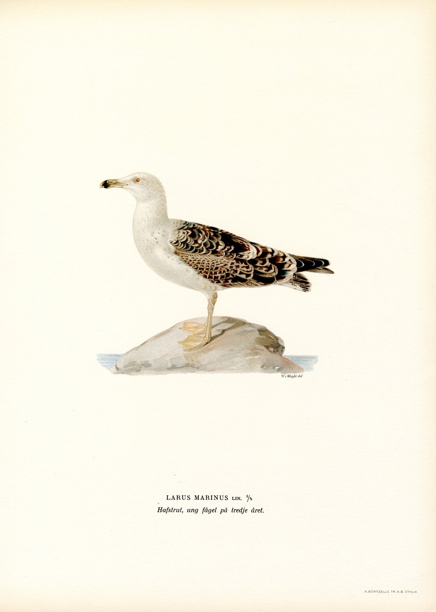 Büyük Kara Sırtlı Martı (renkli taş) by Magnus Ferdinand and Wilhelm von Wright
