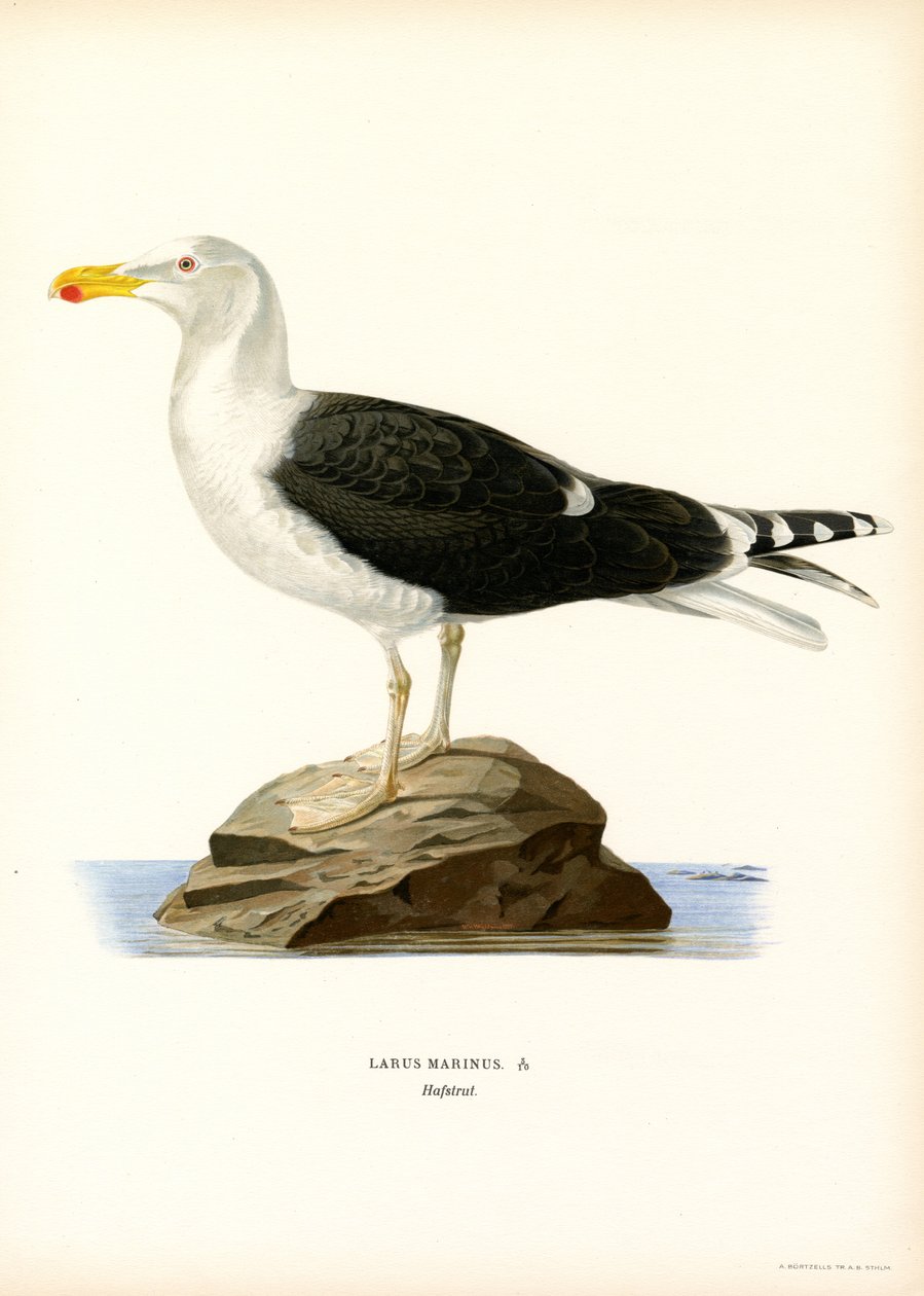Büyük Kara Sırtlı Martı (renkli taş) by Magnus Ferdinand and Wilhelm von Wright